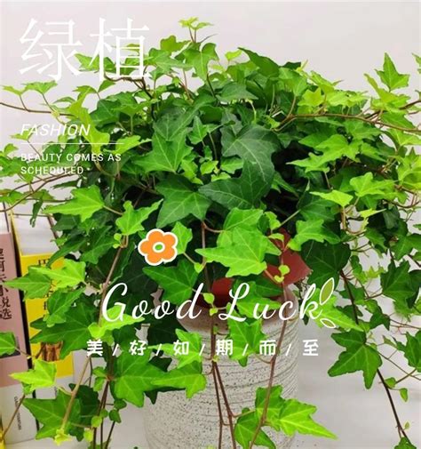 常春藤植物照顧|常春藤植物照顧指南：讓你的常春藤茁壯成長 